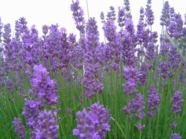 Lavendel - Lavandula angustifolia Vera