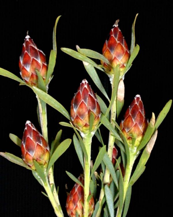 Spinning Top Conebush - Leucadendron Rubrum