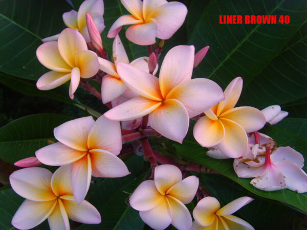 Plumeria -  Liner Brown
