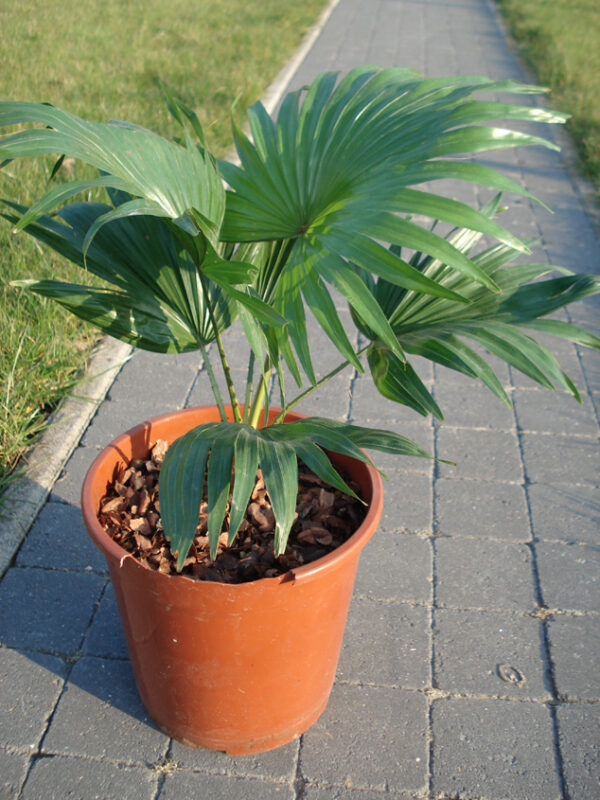 Dronningepalme - Livistona rotundifolia