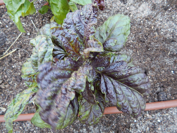 Basilikum - 'Lettuce Leaf Red'