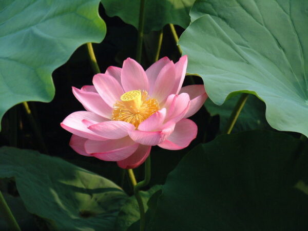 Lotus  Rød/pink - Nelumbo nucifera