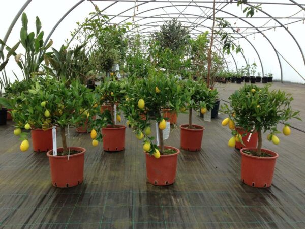 Limequat - Citrus aurantifolia X Fortunella margarita - Image 5
