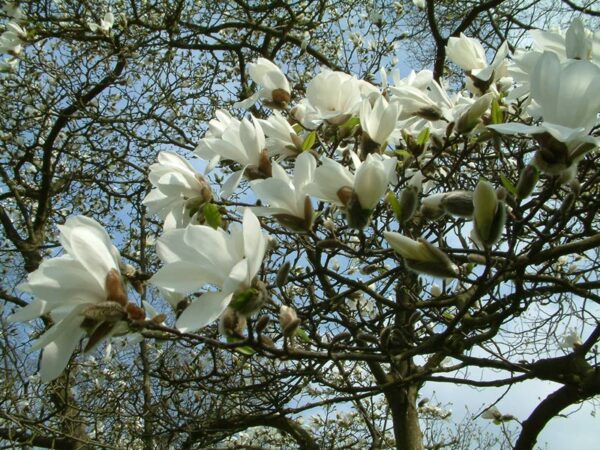 Magnolia Kobus - Kobushi-Magnolie
