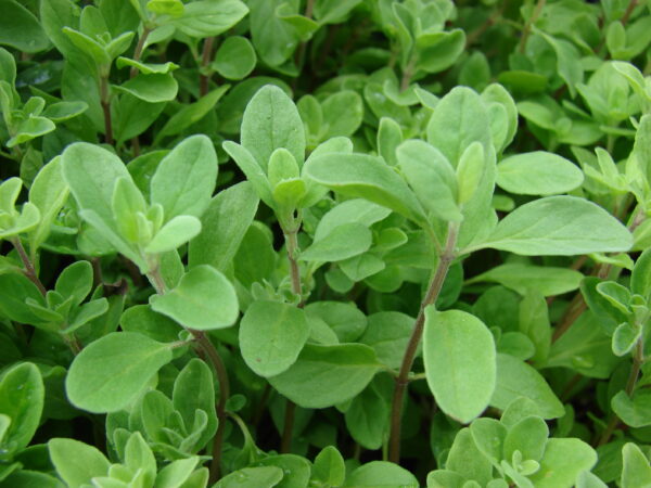Sød Merian/Havemerian - Origanum majorana L - Image 2