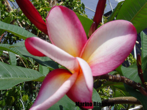 Plumeria - Marino's Rain