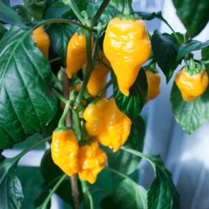 Monkeyface Yellow – C.annuum