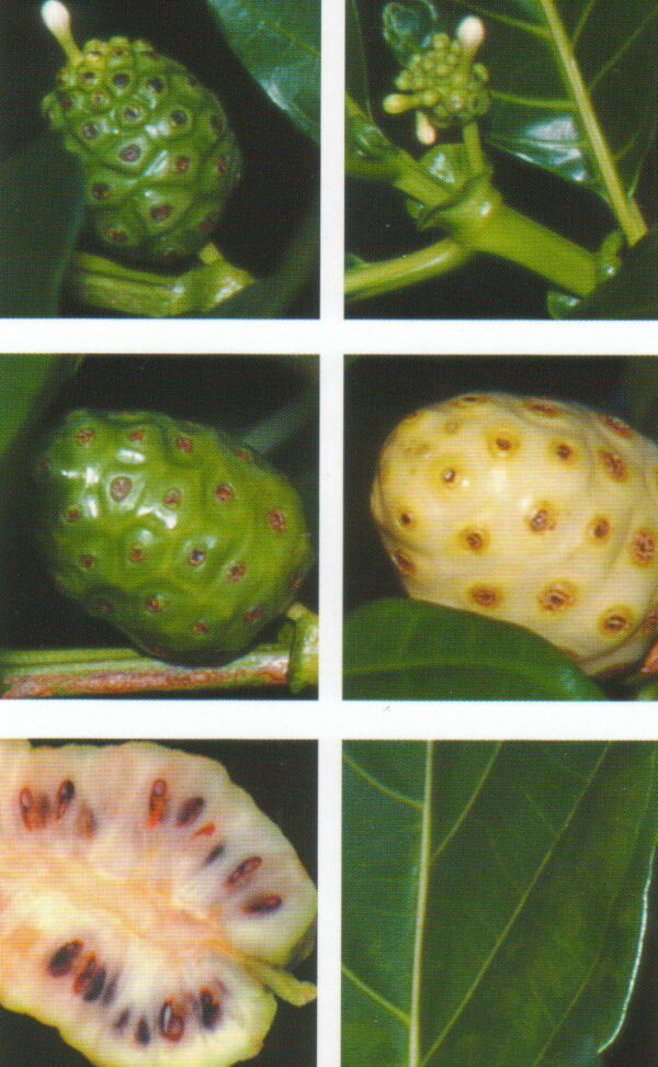 Noni - Morinda citrifolia