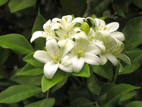 Jasmin Appelsin Exotica - Murraya paniculata
