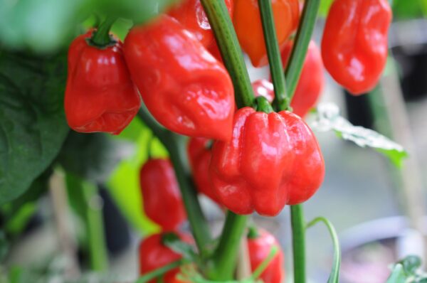 Naga X 7 Pod - C. chinense