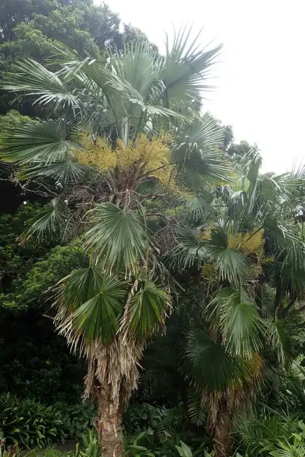 Hørpalme Nepal - Trachycarpus martianus Nepal