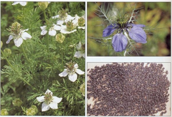 Sortkommen - Nigella Sativa