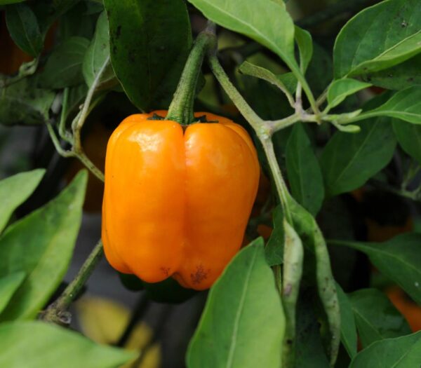 Habanero Orange Devil - C. chinense
