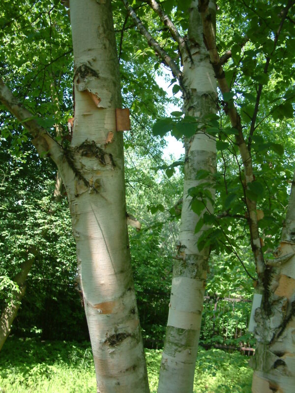Papir Birk - Betula papyrifera