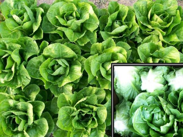 Romaine - paris Island