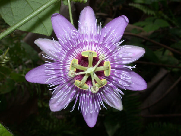 Passiflora menispermifolia