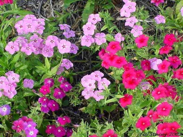 Sommer Floks, blandede farver - Phlox Drummondii