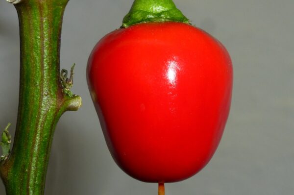 Picante a Cuore - C.annuum