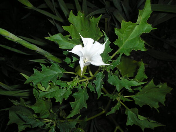 Pigæble - Datura stramonium