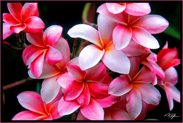 Plumeria Mix  -  Blandede Farver/varianter - Image 2