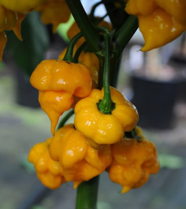 7 Pot Primo - Plante