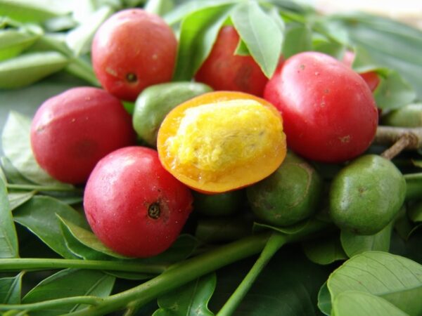 Mombinblomme (Gul Ciruela) - Spondias mombin