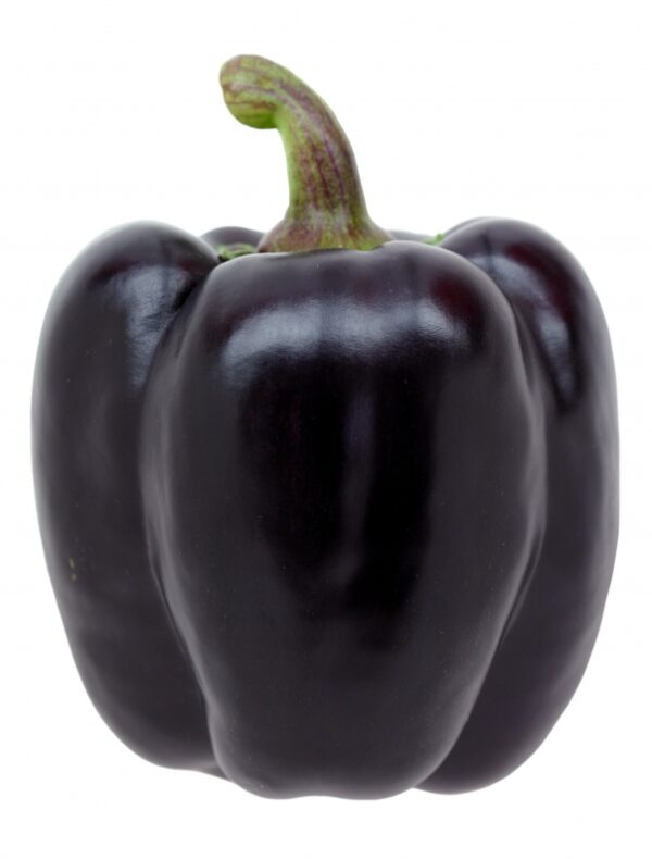 Purple Beauty - Lilla Peberfrugt