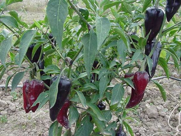 Purple Jalapeño - C. annuum