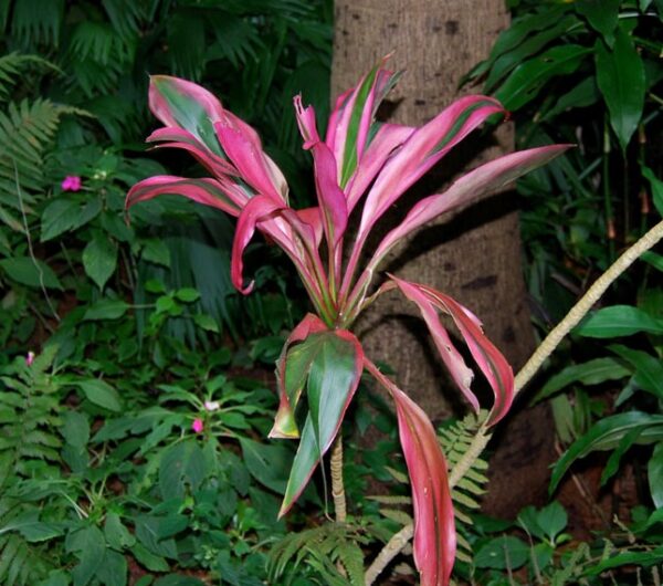 Red Ti - Cordyline terminalis - Good Luck Plant
