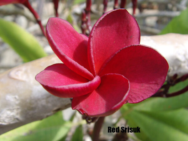 Plumeria - Redrisuk