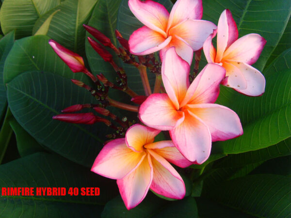 Plumeria - Rimfire
