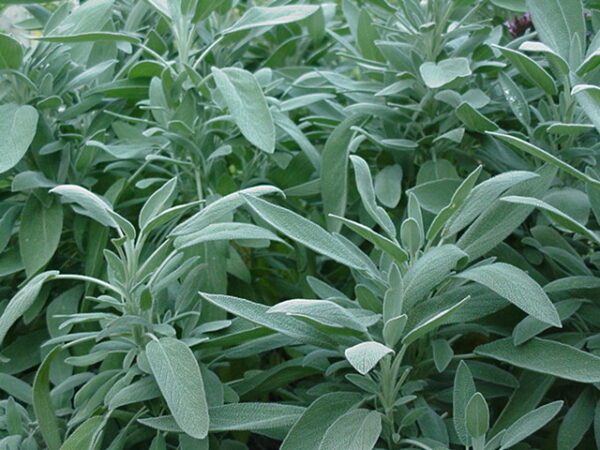 Bredbladet Salvie - Salvia Officinalis