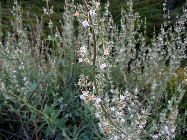 Hvid Salvie - Salvia apiana