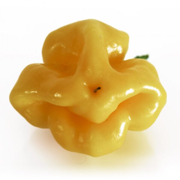 Scotch Bonnet Foodorama - C.chinense