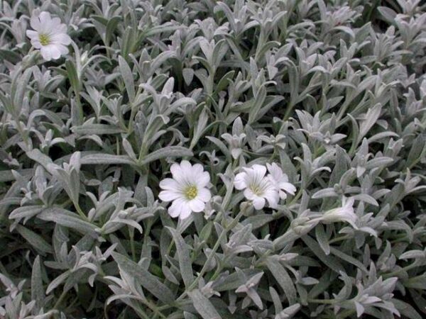 Hønsetarm - Cerastium tomentosum