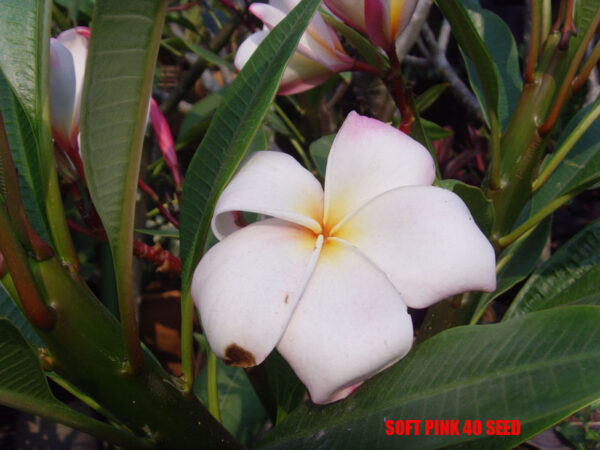 Plumeria - Soft Pink