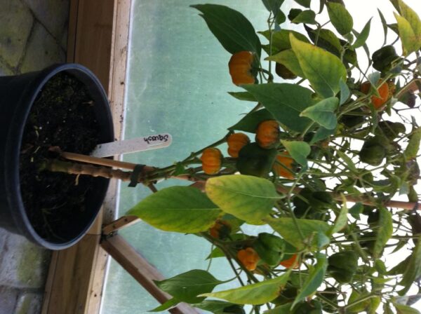 Squash – C. chinense