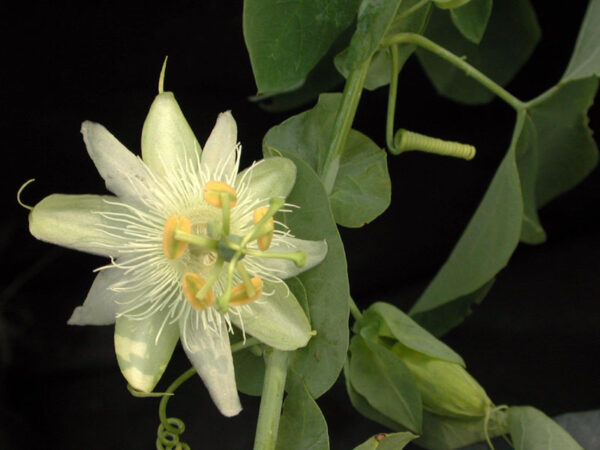 Passiflora Subpeltata