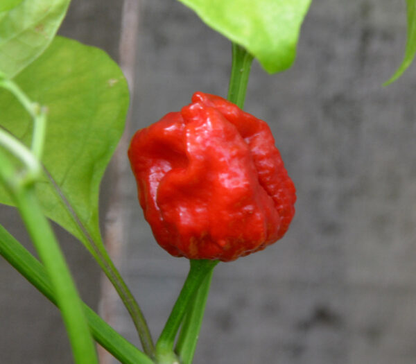 Trinidad Scorpion Sunrise - C.chinense