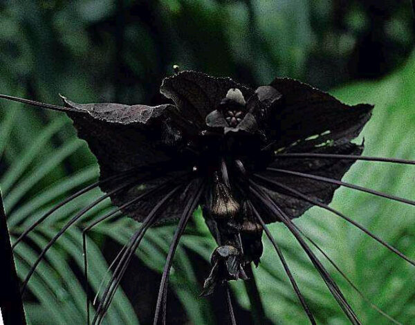 Flagermuselilje Sort - Tacca Chantrei