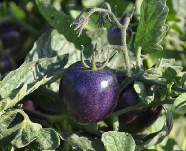 Indigo Rose - Tomat