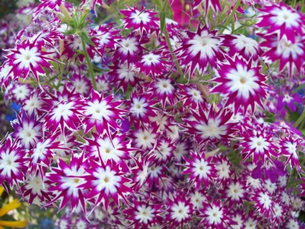 Phlox drummondii - Twinkle Toes