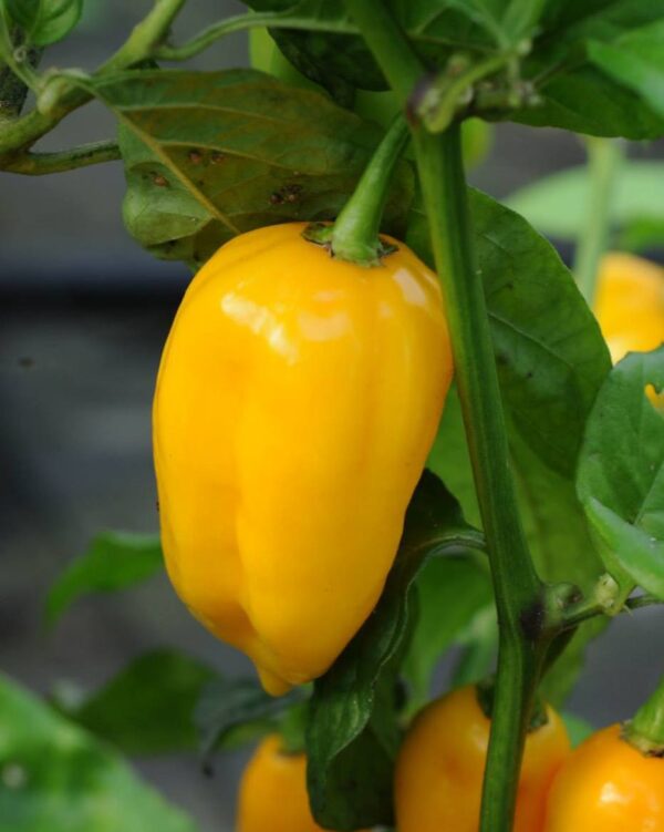 Aji Umba / Adjuma - C. chinense