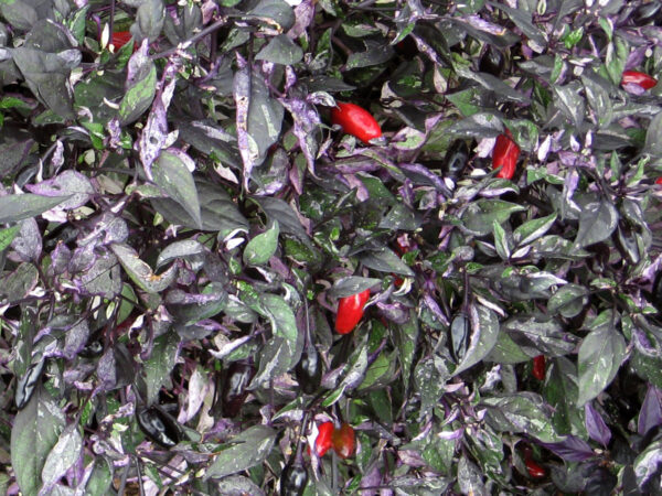 Variegata - C.annuum