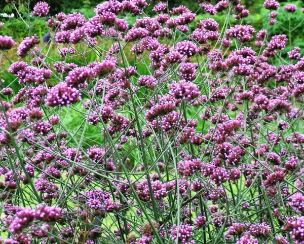 Kæmpe Verbena - Verbena bonariensis
