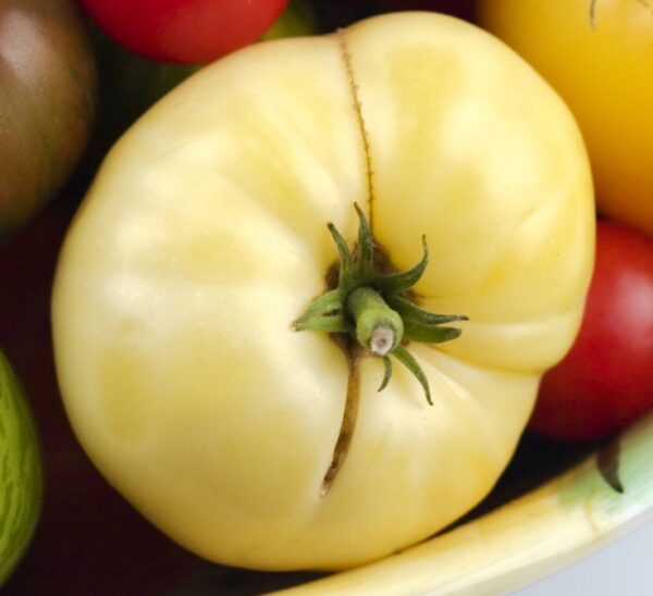 Great White Beefsteak