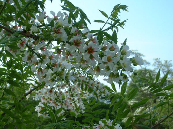 Guldhorn - Xanthoceras Sorbifolium