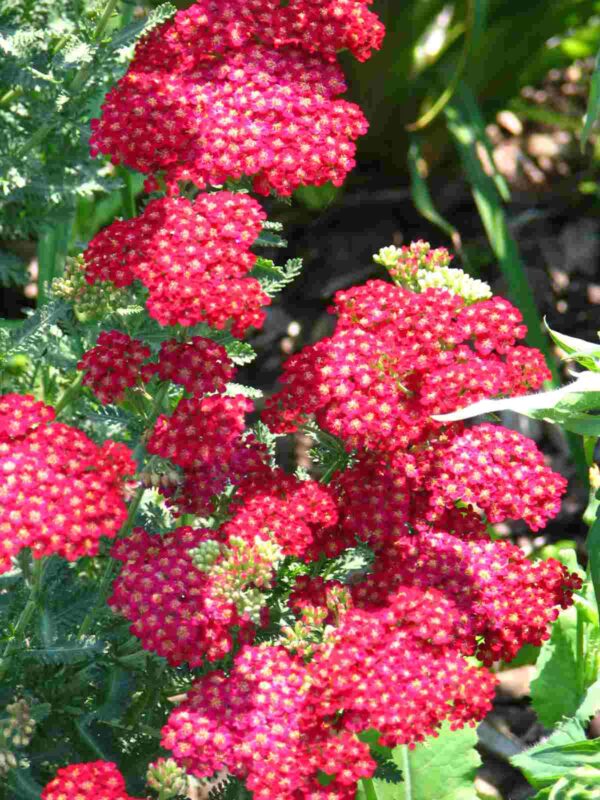 Yarrow - Cherise Queen