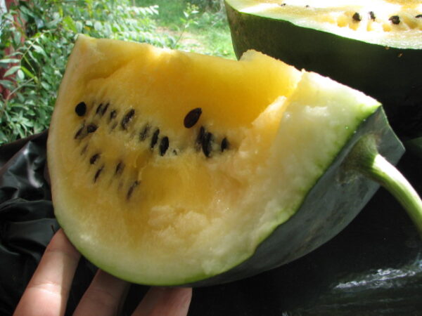 Black Diamond - GUL - vandmelon