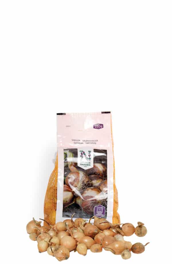 Sætteløg - Stuttgarter Riesen 250 gr